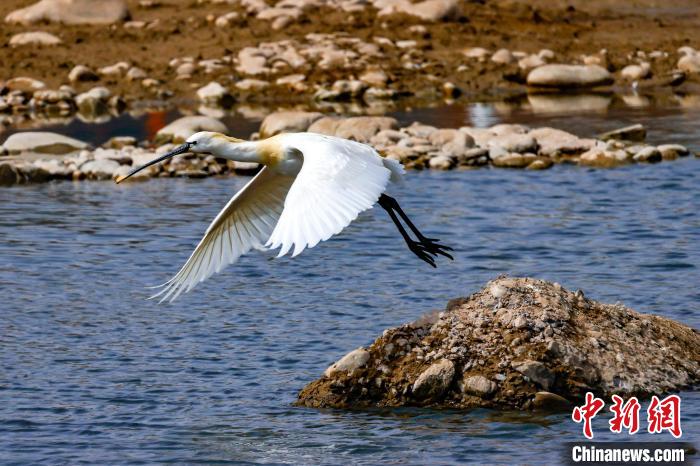 圖為準(zhǔn)備飛翔的白琵鷺。　嚴(yán)桉 攝