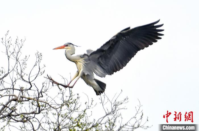 蒼鷺在覓食嬉戲?！“苍?攝