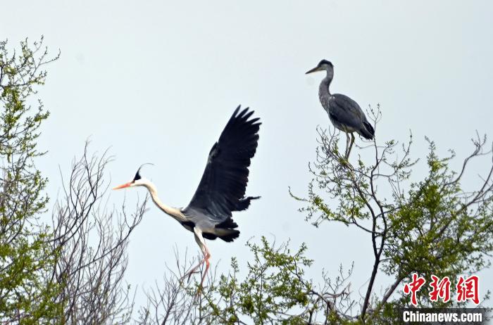 蒼鷺在覓食嬉戲?！“苍?攝