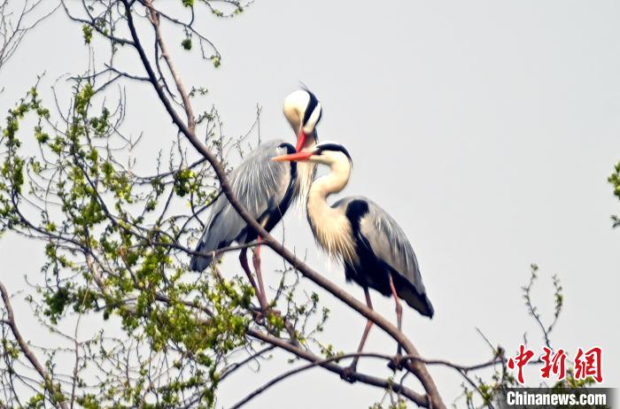 蒼鷺在覓食嬉戲。　安源 攝