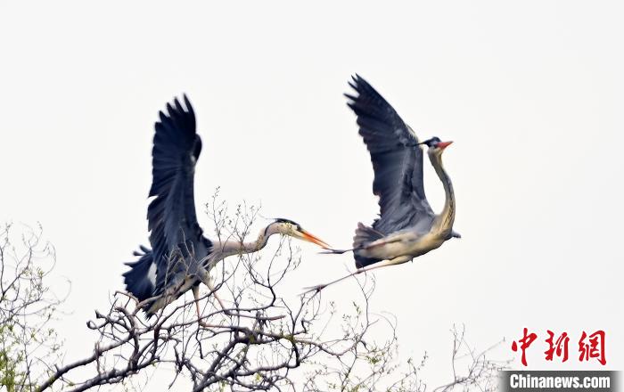 蒼鷺在覓食嬉戲?！“苍?攝