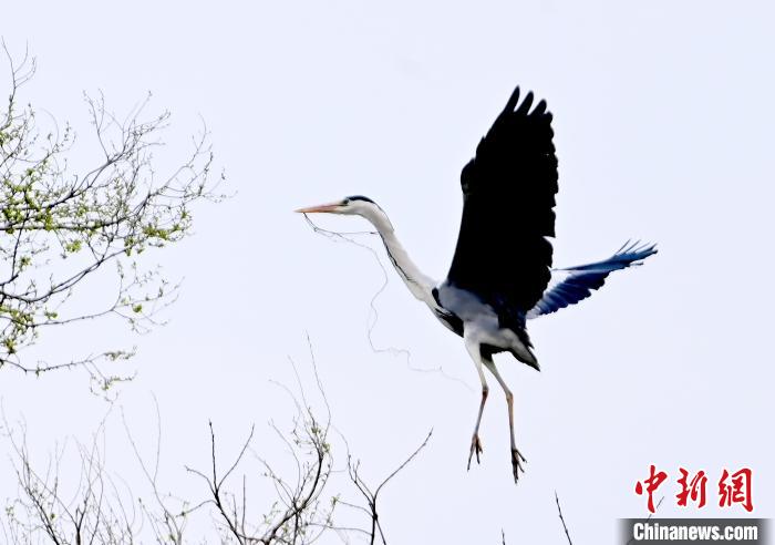 蒼鷺在覓食嬉戲。　安源 攝