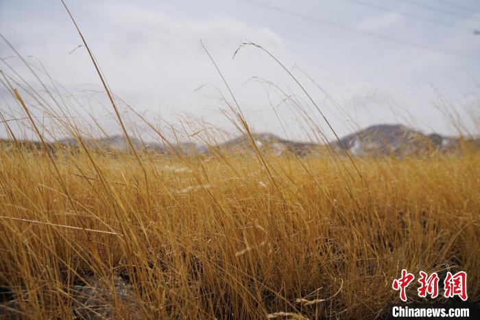 圖為青海省海西蒙古族藏族自治州天峻縣木里礦區(qū)草木茂盛?！●R銘言 攝