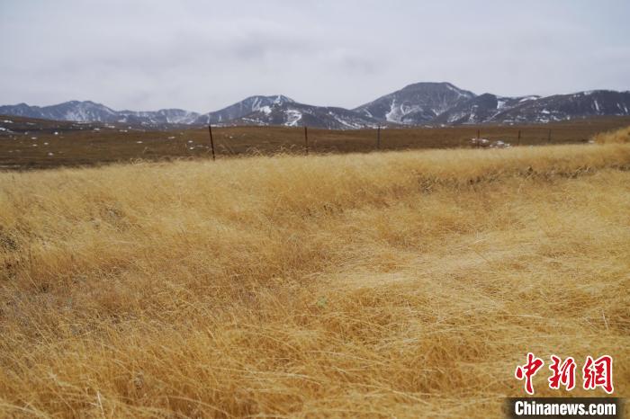 圖為青海省海西蒙古族藏族自治州天峻縣木里礦區(qū)草木茂盛?！●R銘言 攝