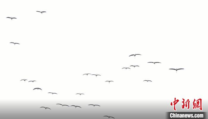 遷徙北歸?！√烊h融媒體中心 供圖