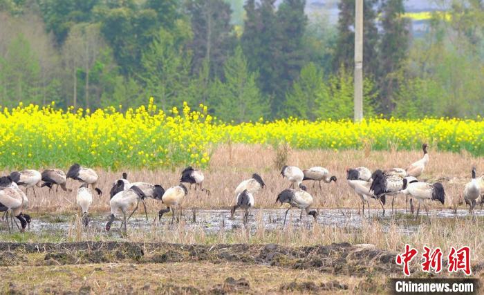 休息補(bǔ)給?！√烊h融媒體中心 供圖