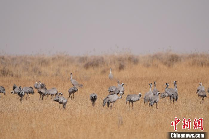 圖為草原上棲息的灰鶴?！∠葘m 攝