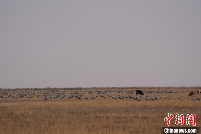 圖為草原上棲息的灰鶴?！∠葘m 攝