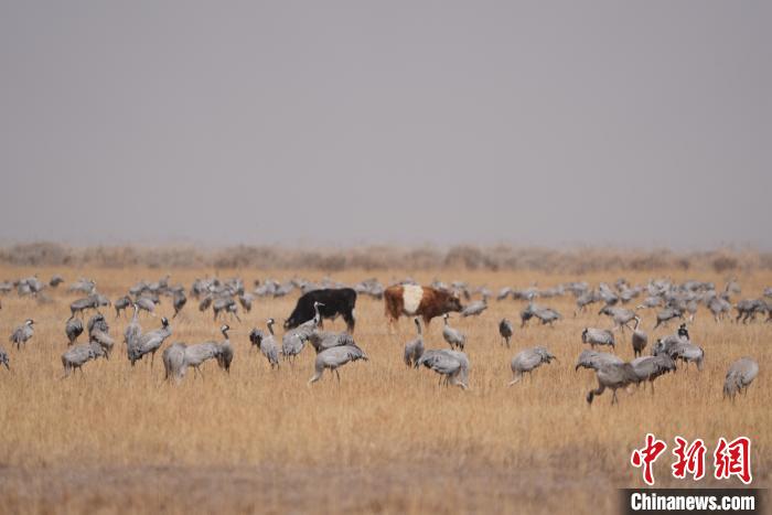 圖為草原上棲息的灰鶴?！∠葘m 攝