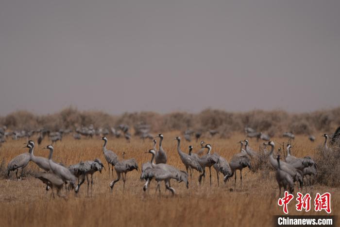 圖為灰鶴。　先宮 攝