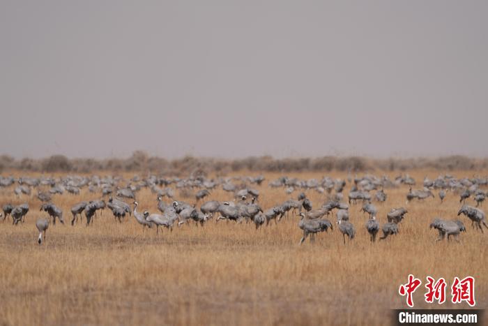 圖為密集分布的灰鶴?！∠葘m 攝