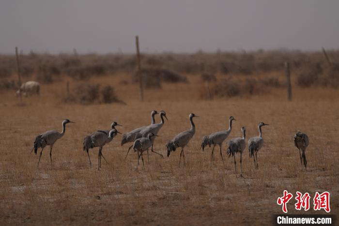 圖為灰鶴。　先宮 攝