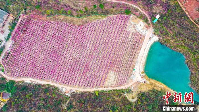 灼灼桃花惹人醉?！㈡?攝