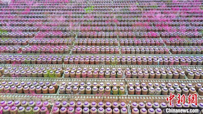 桃花和酒壇相映成趣?！㈡?攝