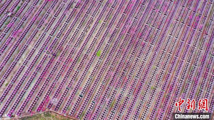 桃花和酒壇相映成趣?！㈡?攝