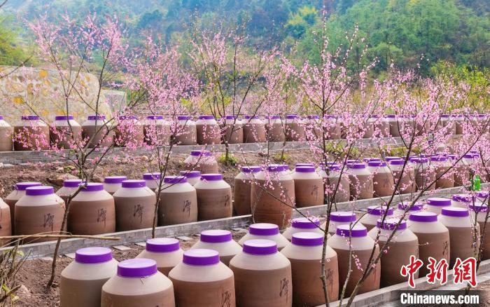 桃花和酒壇相映成趣?！∫足?攝