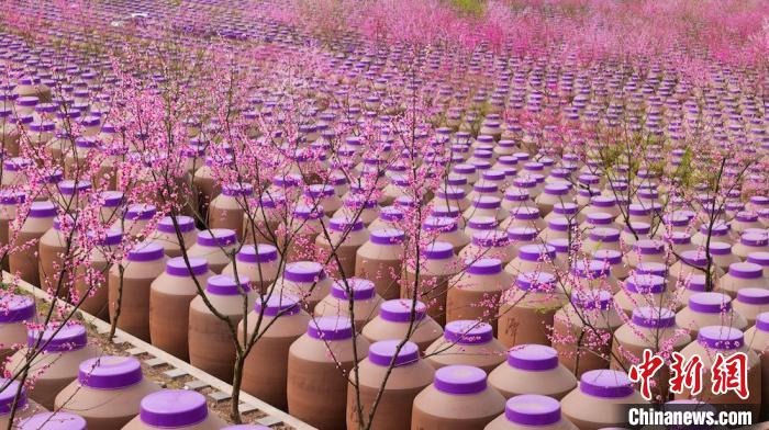 桃花和酒壇相映成趣?！∫足?攝