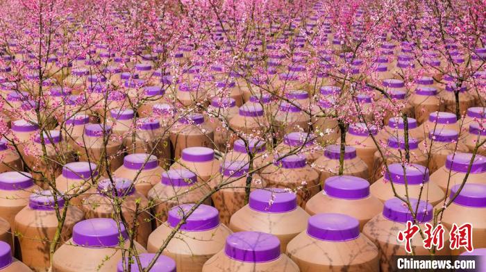 桃花和酒壇相映成趣?！∫足?攝