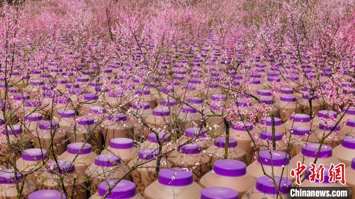 灼灼桃花惹人醉?！∫足?攝