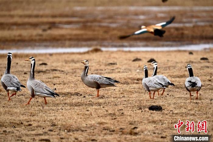 圖為成群的斑頭雁?！“?攝