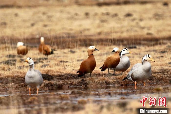 圖為斑頭雁和赤麻鴨?！“?攝