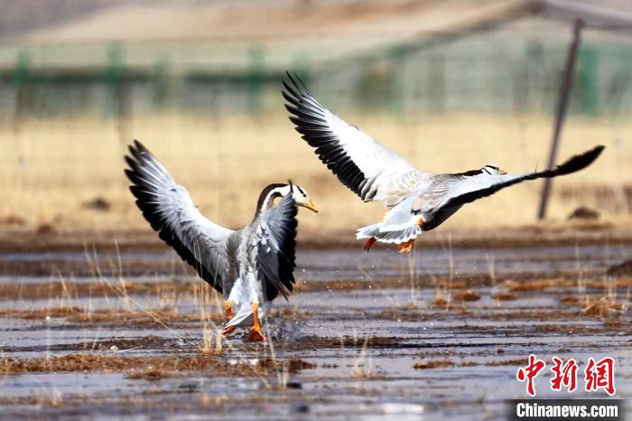 圖為斑頭雁嬉戲飛翔?！“?攝