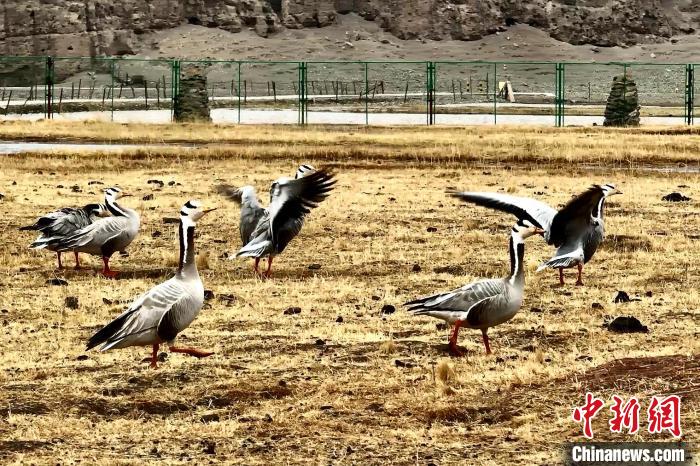 圖為斑頭雁?！“?攝