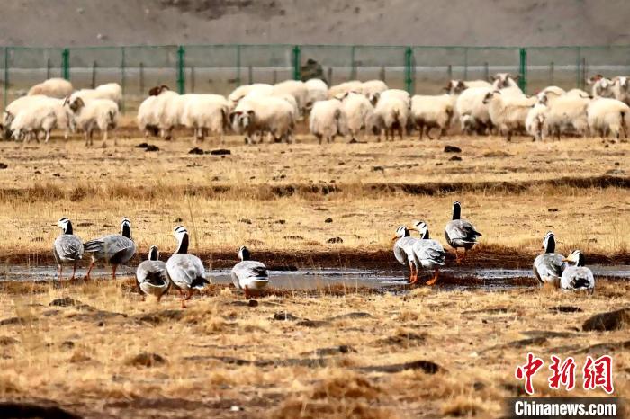 圖為羊群邊的成群斑頭雁?！“?攝