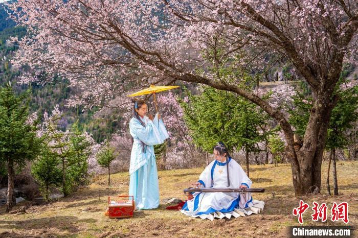 道孚杏花樹下的游客們?！√K銳 攝