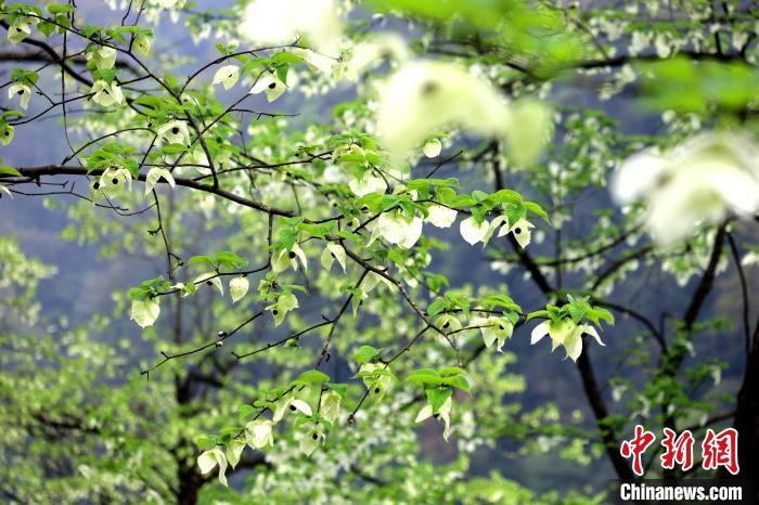 珙桐在春末夏初之際開花，花期較短?！螚?攝