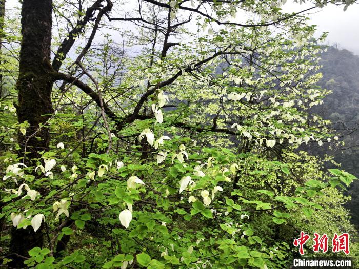 山谷兩側(cè)高大繁茂的珙桐樹?！螚?攝