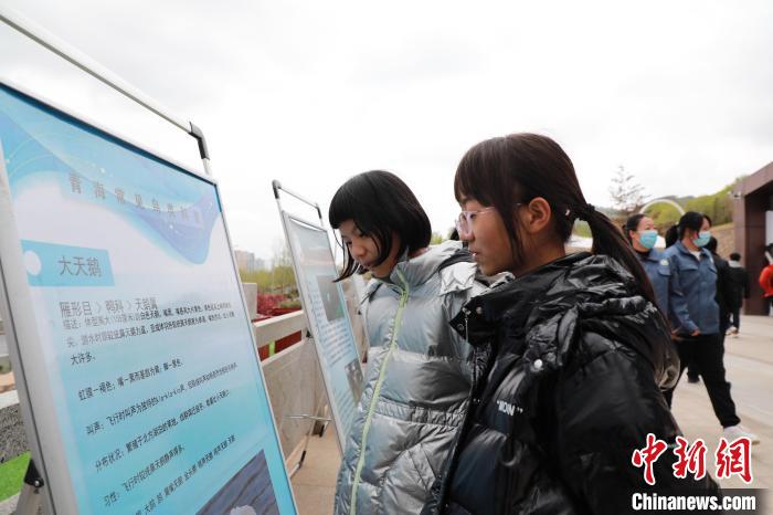 圖為學(xué)生通過展板了解青海常見鳥類。　馬銘言 攝