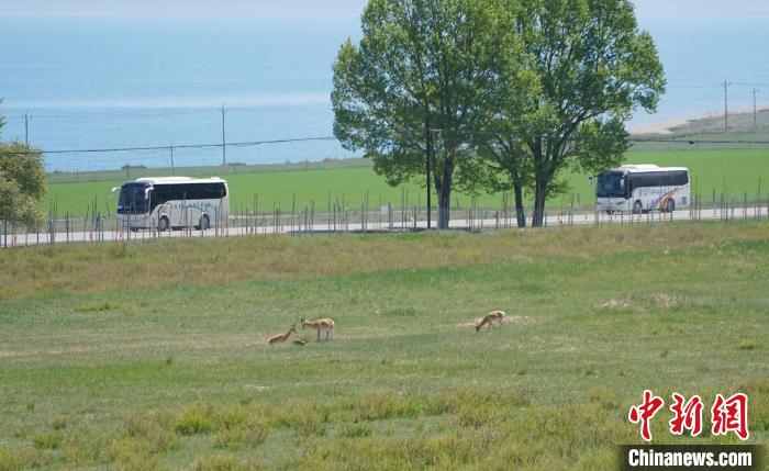 圖為成群普氏原羚在草場(chǎng)上愜意覓食，悠閑自在?！●R銘言 攝