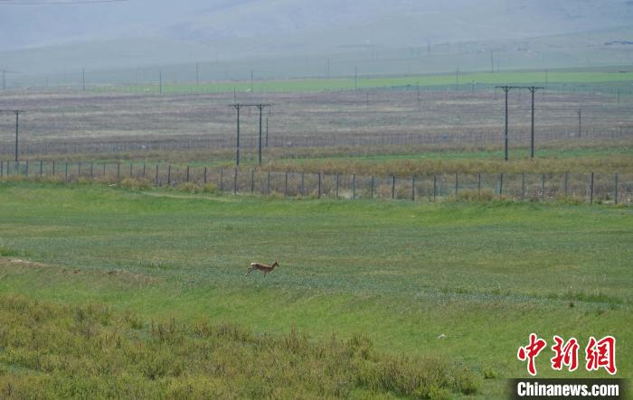 圖為一只普氏原羚在草場(chǎng)上奔跑?！●R銘言 攝