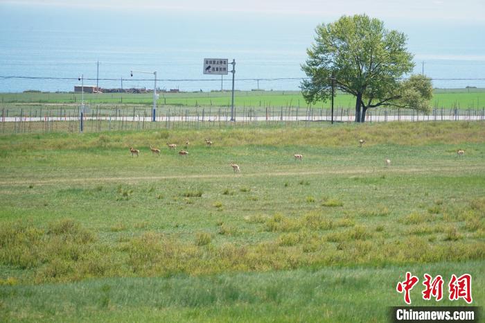 圖為成群普氏原羚在草場(chǎng)上愜意覓食，悠閑自在。　馬銘言 攝
