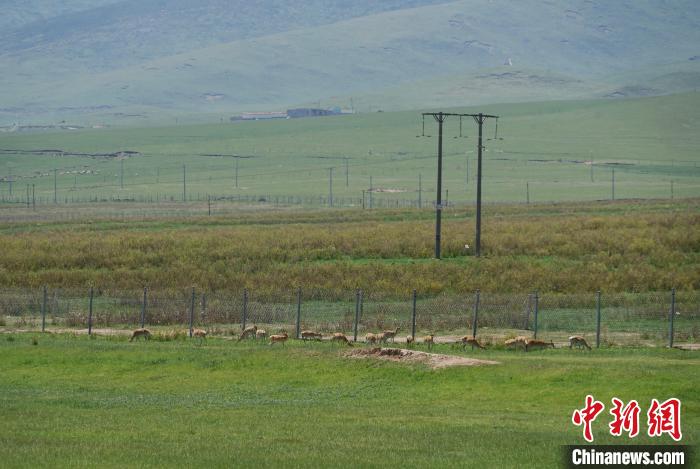 圖為成群普氏原羚在草場(chǎng)上愜意覓食，悠閑自在?！●R銘言 攝