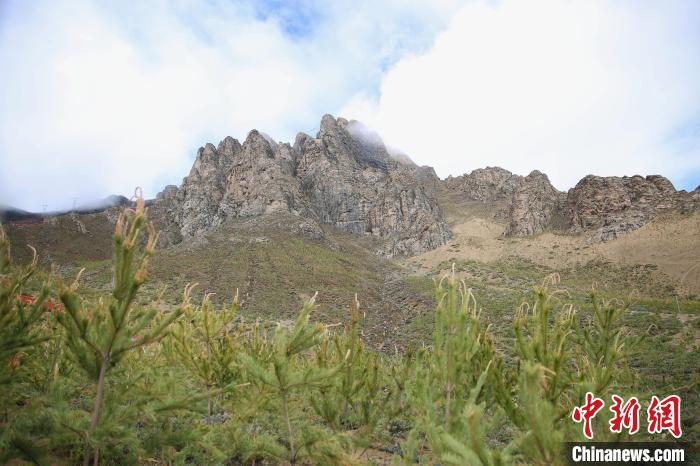 圖為拉薩南北山綠化工程拉薩曲水縣才納村5號片區(qū)?！∝暣_ 攝