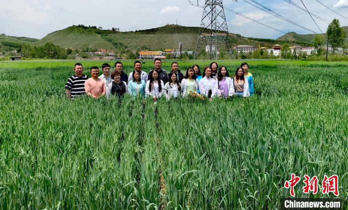 青海：“青燕2號”燕麥、“環(huán)湖”老芒麥等通過國家級審定