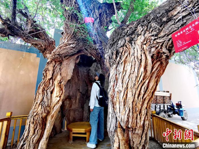 青海海東市阿河灘地質(zhì)文化村：古樹新枝、丹山碧水