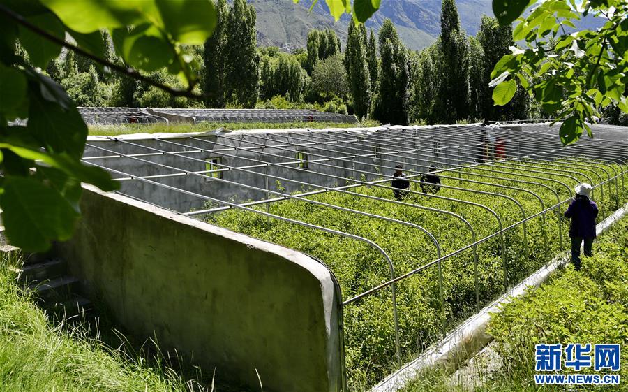 (走向我們的小康生活)(1)西藏朗縣:發(fā)展辣椒產業(yè) 助力脫貧攻堅