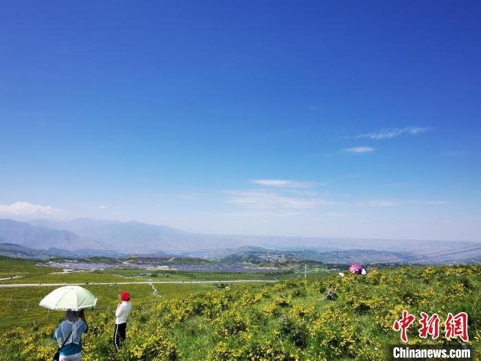 2020年07月07日拍攝于臨夏州積石山縣境內(nèi)，生態(tài)環(huán)境逐漸恢復(fù)，小黃花開遍山間。(資料圖) 殷春永 攝