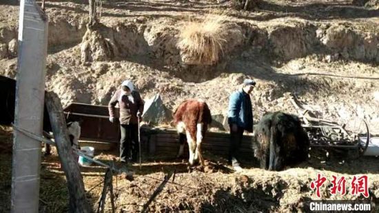 圖為孔繁福夫妻正在收拾牛圈?！±铍h　攝