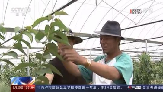 種蘑菇、養(yǎng)駱駝...。。特色產(chǎn)業(yè)助力鄉(xiāng)村振興走新路