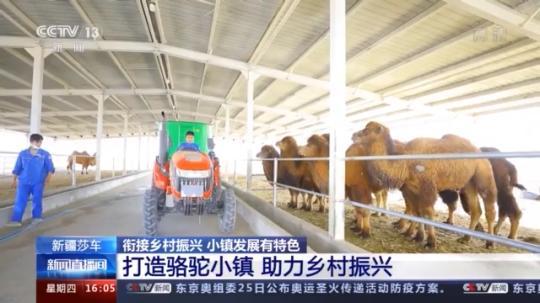 種蘑菇、養(yǎng)駱駝...。。特色產(chǎn)業(yè)助力鄉(xiāng)村振興走新路