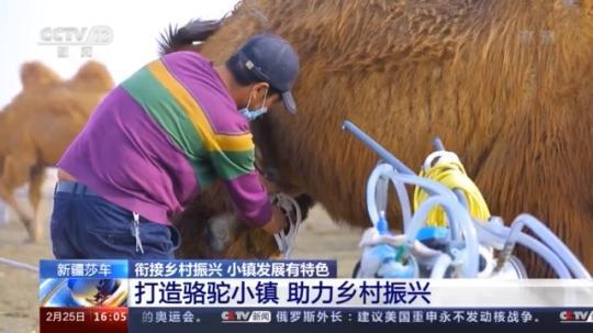 種蘑菇、養(yǎng)駱駝...。。特色產(chǎn)業(yè)助力鄉(xiāng)村振興走新路