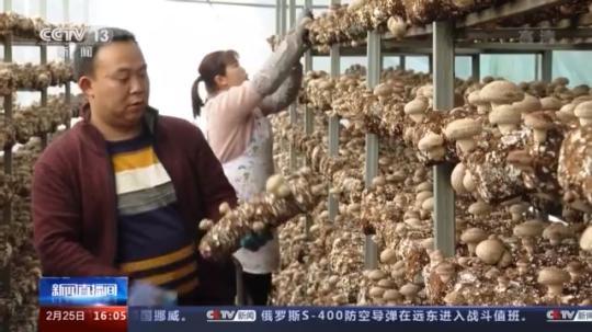 種蘑菇、養(yǎng)駱駝...。。特色產(chǎn)業(yè)助力鄉(xiāng)村振興走新路