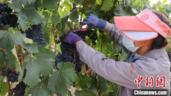 圖為當(dāng)?shù)卮迕癫烧咸??！∩侥仙Ｈ湛h委宣傳部提供