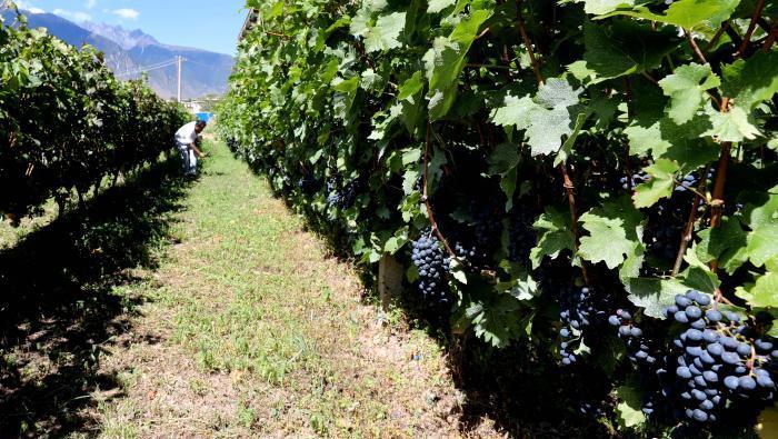 昌都芒康縣依托“兩江流域”干熱河谷地帶地理優(yōu)勢將康巴蜜橘、蘋果、甜石榴、葡萄、蜜桃等經(jīng)濟林木種植。　昌都市芒康縣委宣傳部供圖