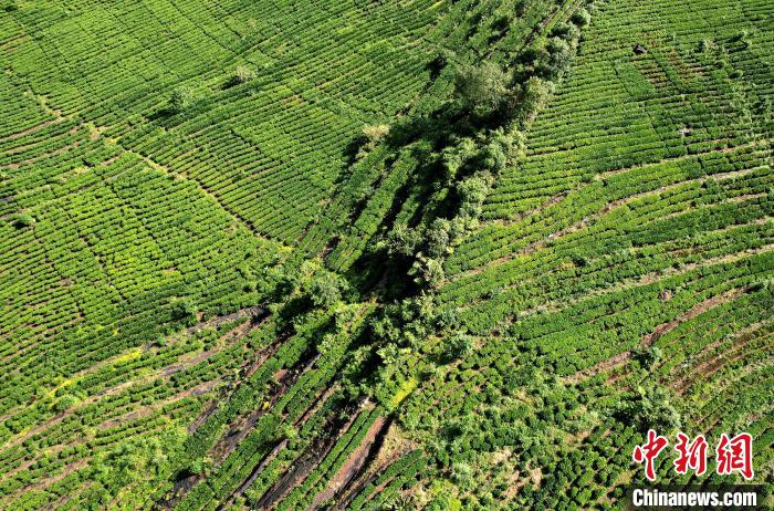 圖為西藏林芝市墨脫縣果果塘大拐彎附近的茶田。(無人機(jī)照片) 李林 攝