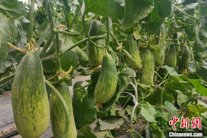 西藏海拔4400多米康馬縣甜瓜、西瓜豐收
